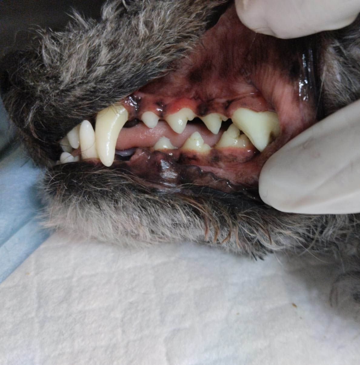 dentista para perros en leon