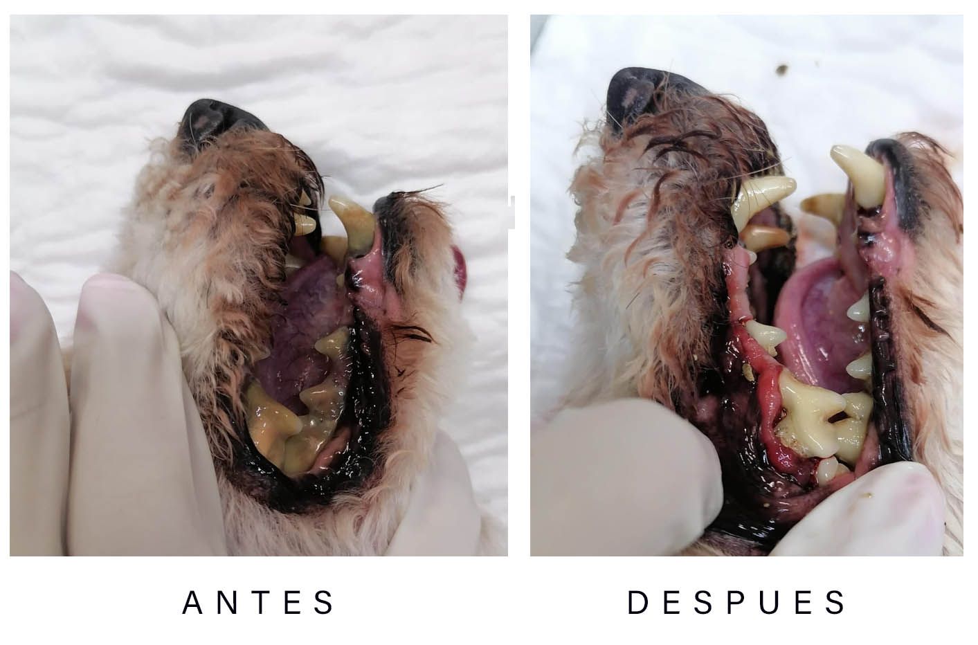 dentista para perros en leon