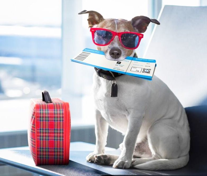 requisitos para viajar con tu perro a estados unidos