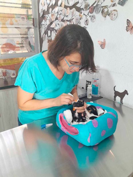 veterinaria en leon