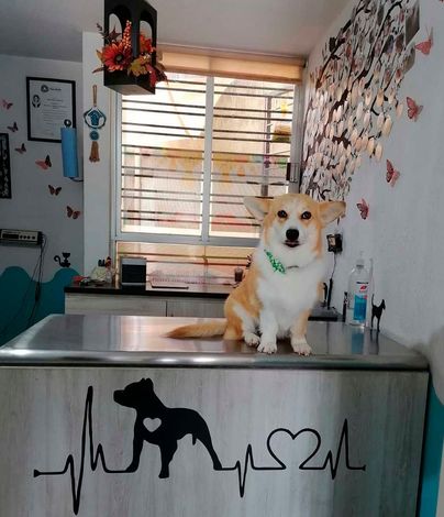 veterinaria en leon