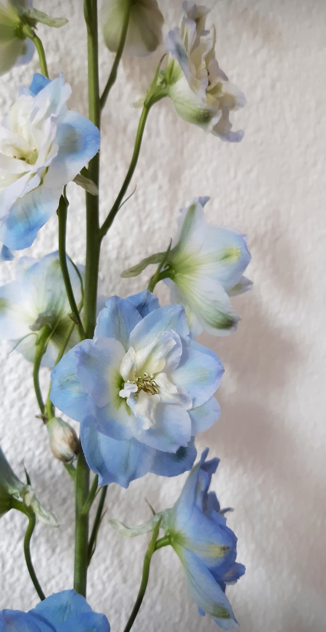 florart-lugano13
