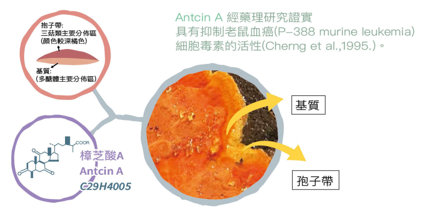 牛樟芝外觀剖析