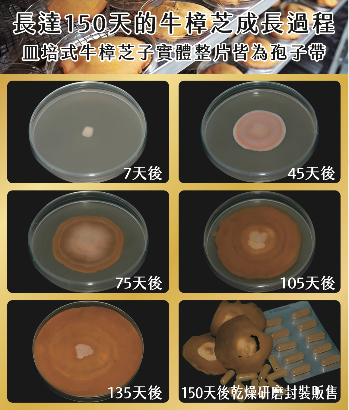 牛樟芝子實體膠囊
