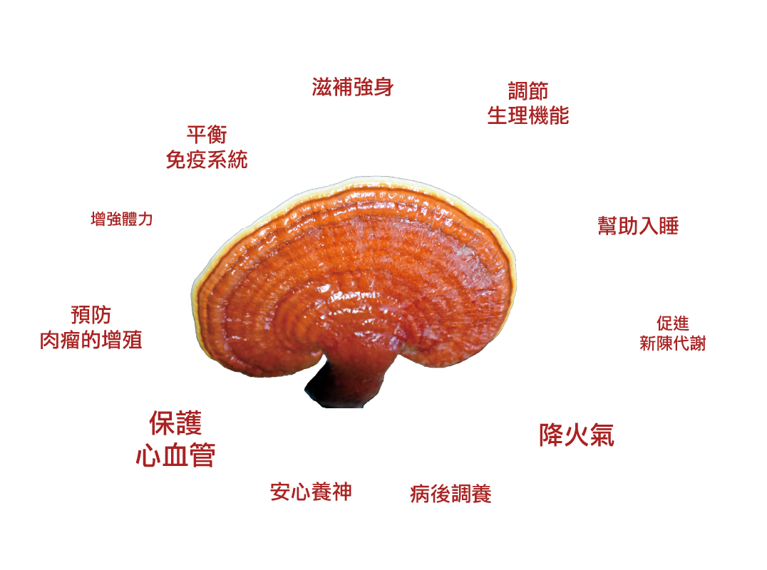 靈芝功效