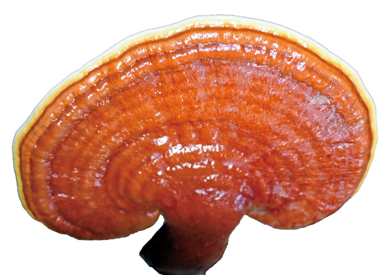 牛樟芝靈芝破壁孢子粉(濃縮)