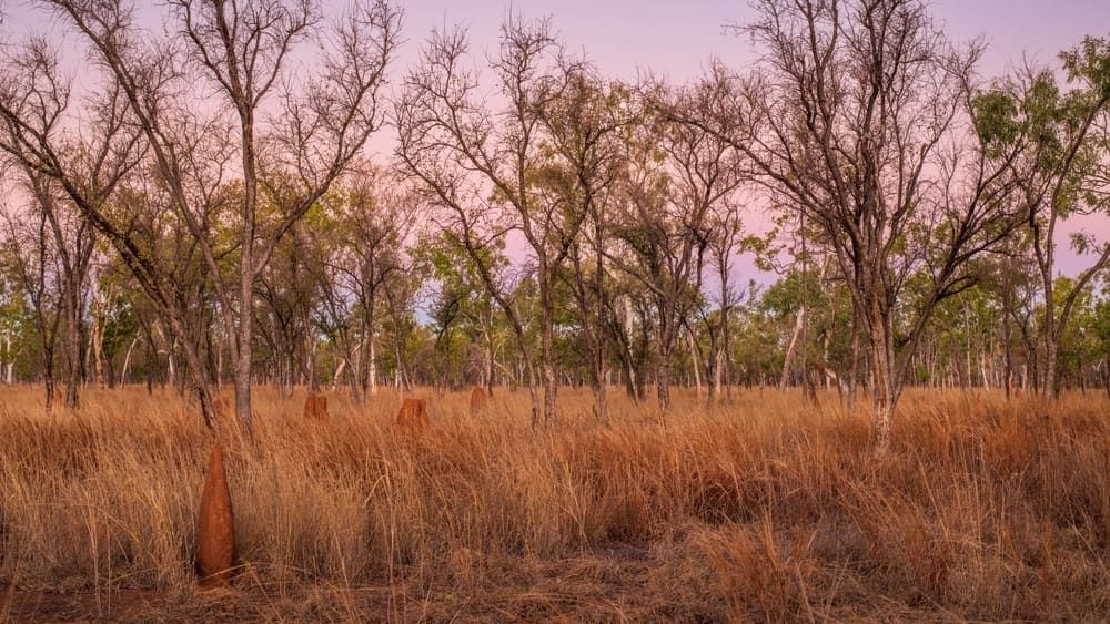A Field of Dry Grass With Trees in the Background at Sunset — Shaine Hunter Locksmiths in Doomadgee, QLD