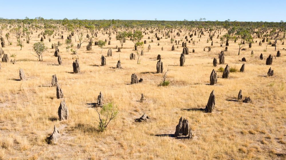 A Field of Termites Sitting on Top of a Dry Grass Field — Shaine Hunter Locksmiths in Normanton, QLD