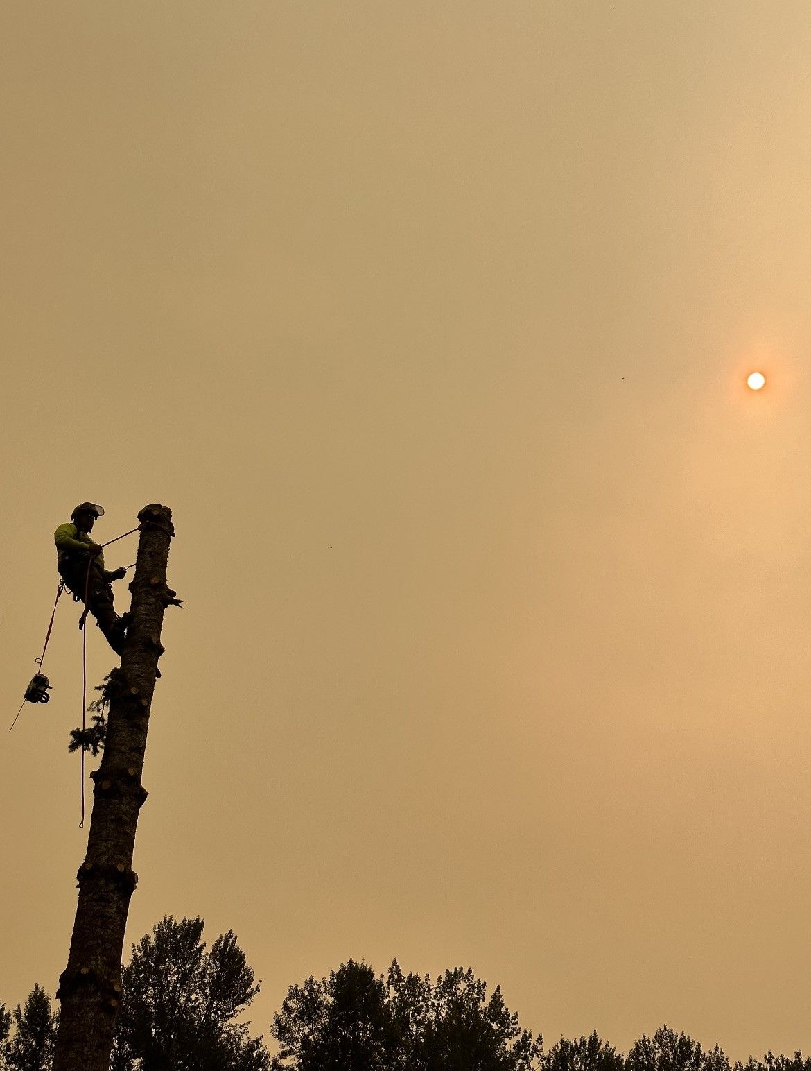 A man is climbing a tree with the sun shining in the background