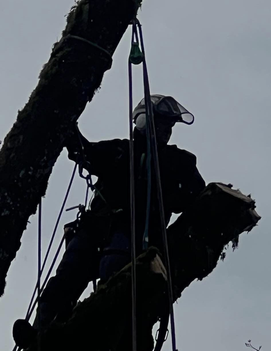 A silhouette of a man climbing a tree with ropes