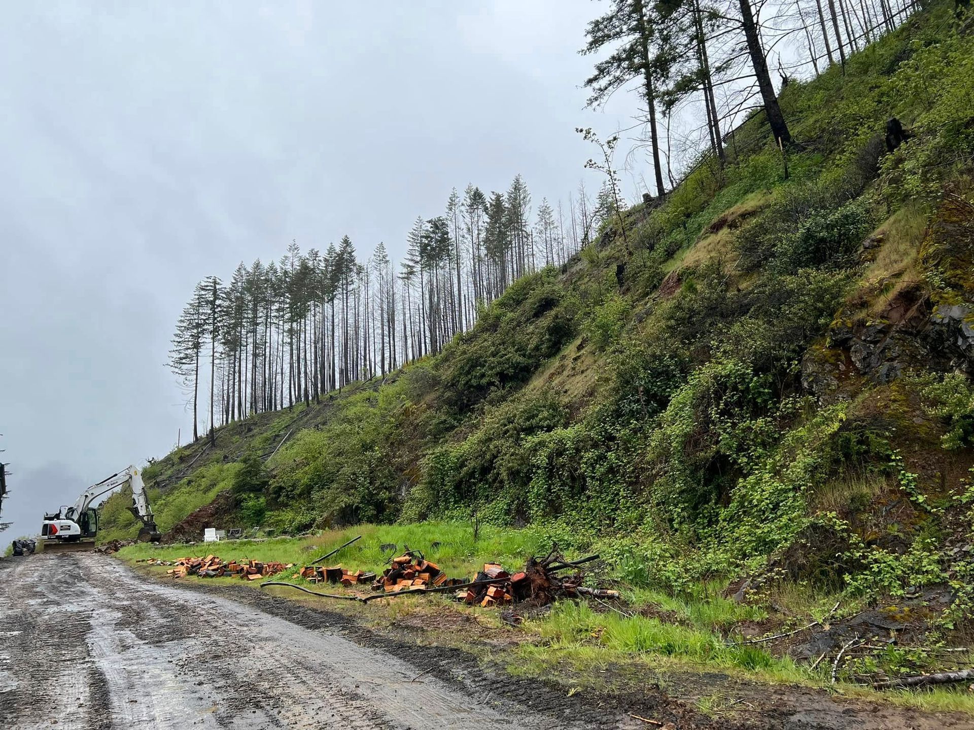 A dirt road going up a hill with trees on the side of it.