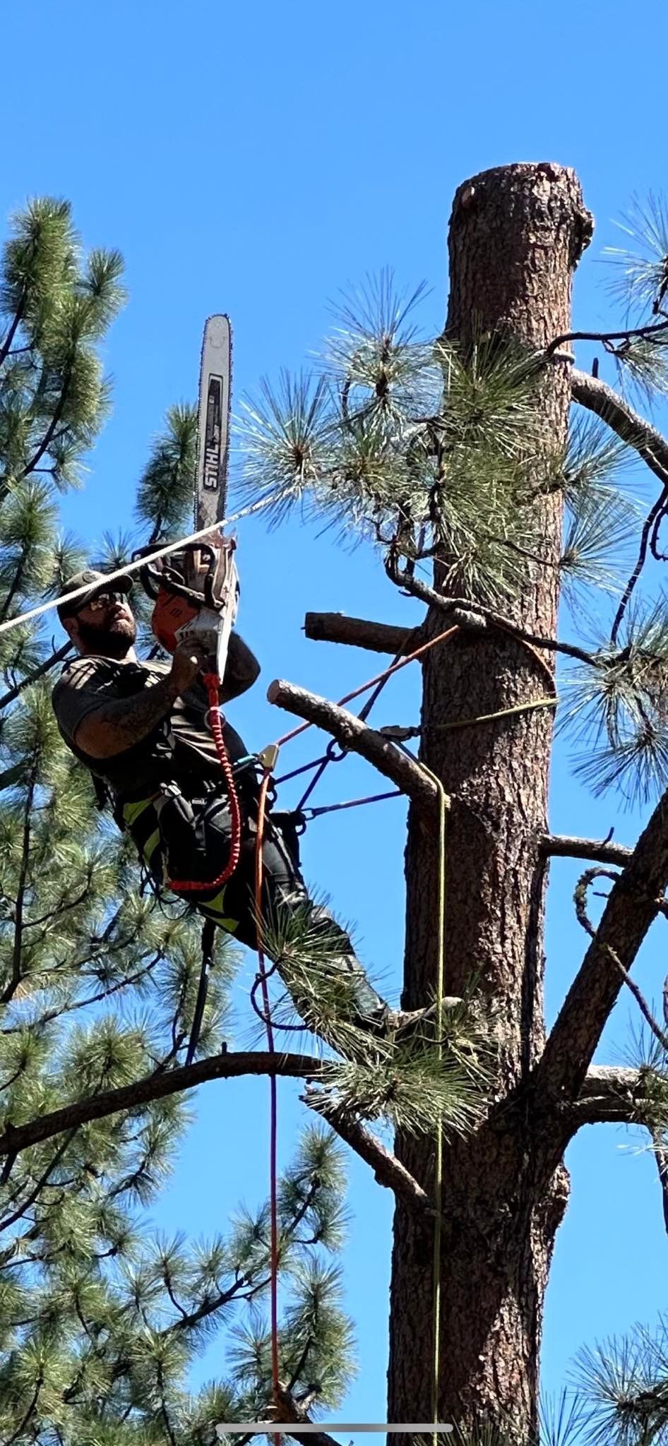 A man is climbing a tree with a chainsaw.