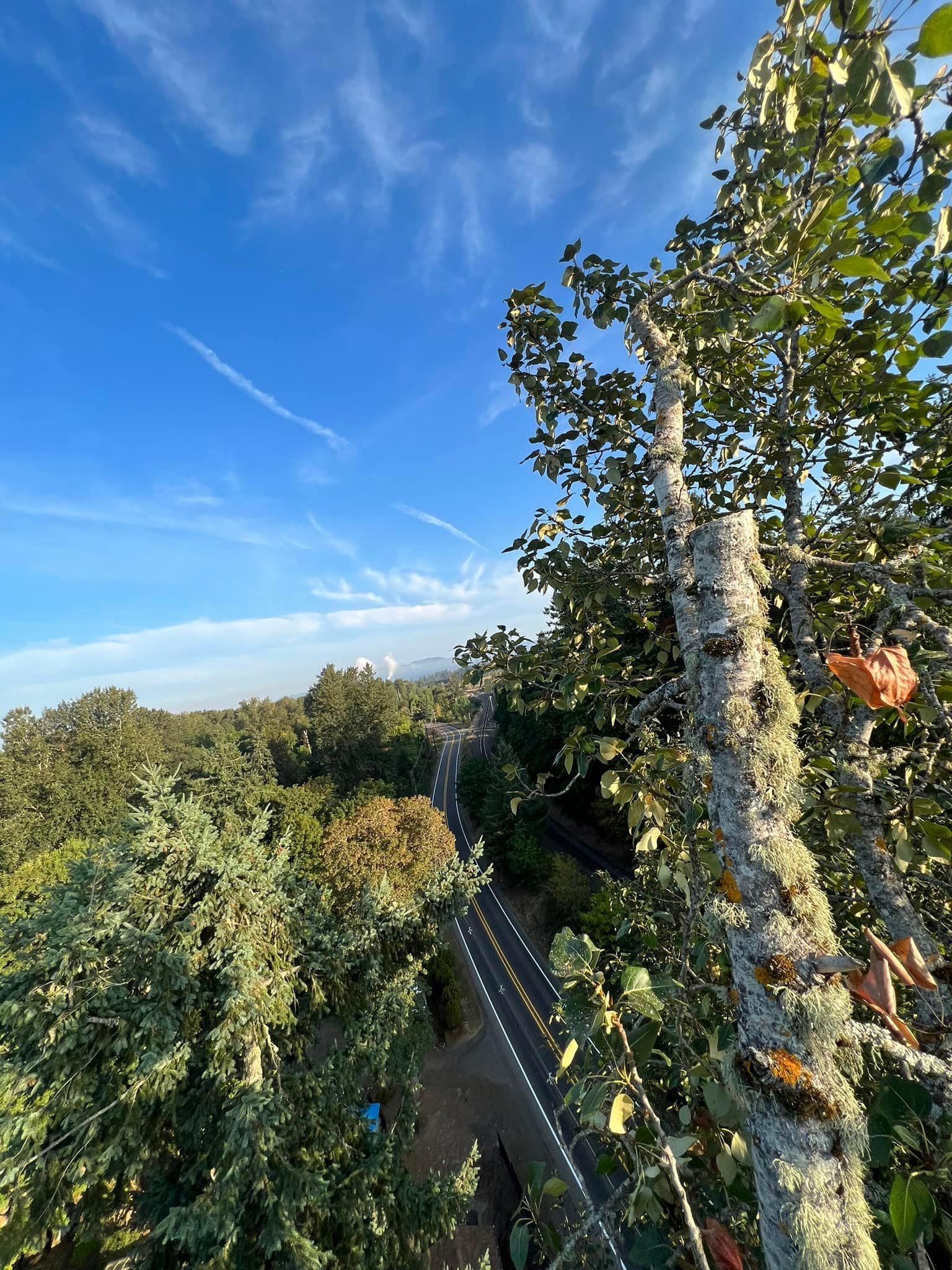 An aerial view of a tree with a road in the background.