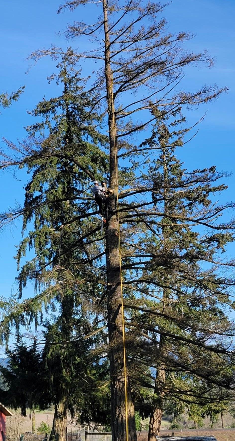 A man is climbing up the side of a large pine tree.