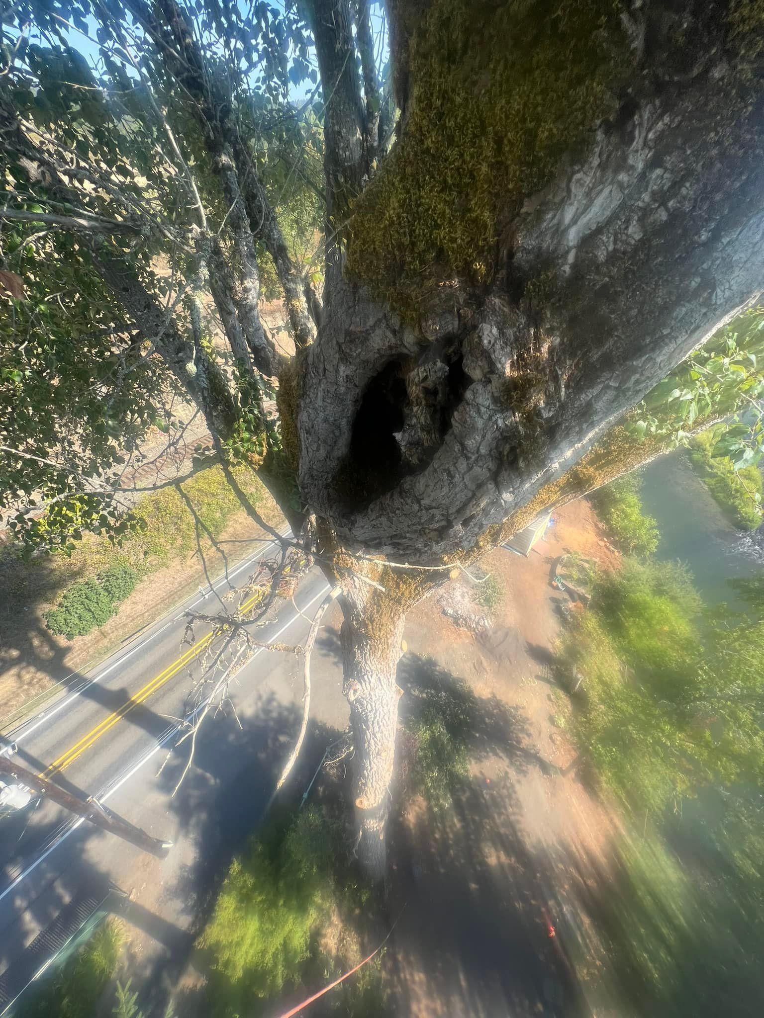 A tree with a hole in it and a road in the background.