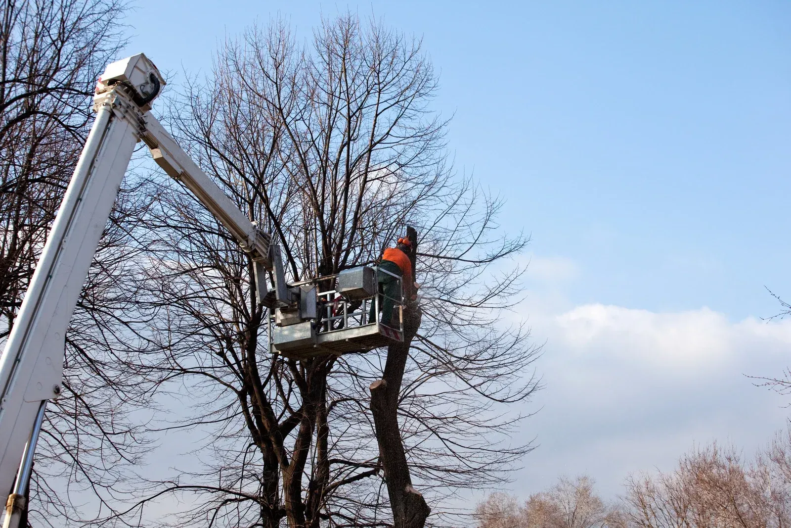 A tree trimmer in an elevated bucket trims tree branches against a blue sky.