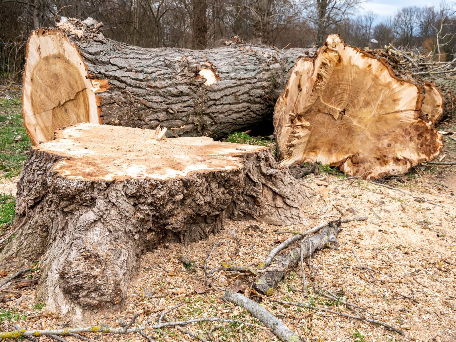 Stump and cut logs of a tree on ground covered with wood shavings.