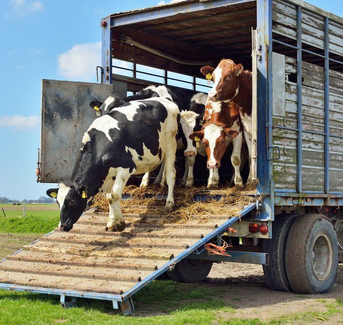 Cow walking out of transport trailer — Agricultural Supplies in Denman, NSW