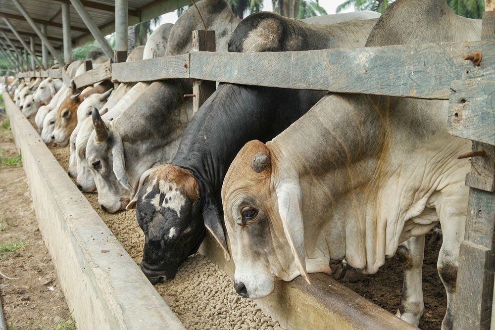 Brahman bulls having a pallet inside the feedlot range — Agricultural Supplies in Muswellbrook, NSW