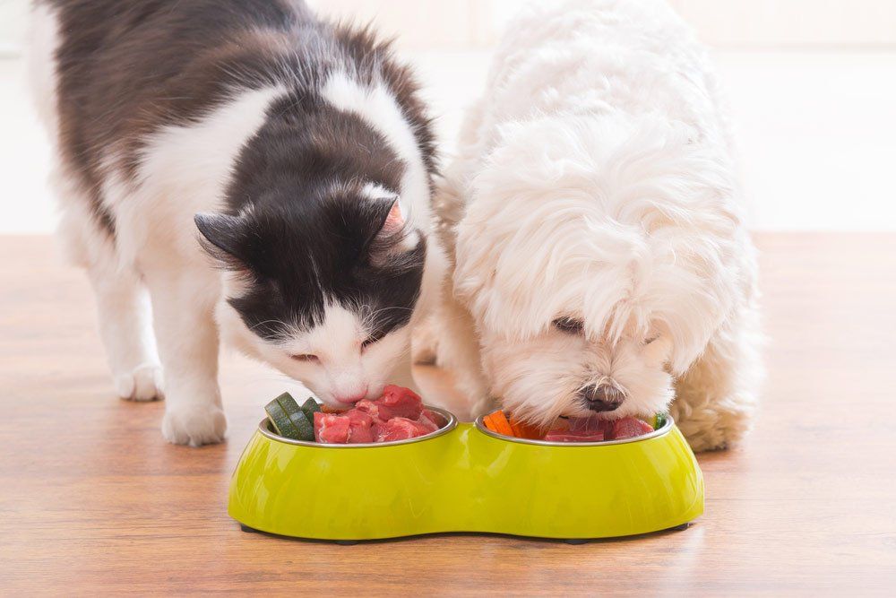 Little Dog And Little Cat Eating Natural, Organic Food From A Bowl At Home — Agricultural Supplies in Scone, NSW