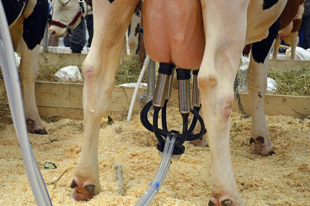 Cow milking using a milking machine — Agricultural Supplies in Murrurundi, NSW