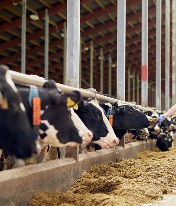 Farmer with bucket of hay feeding cows — Agricultural Supplies in Muswellbrook, NSW
