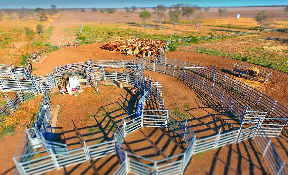 Aerial view of outback cattle mustering — Agricultural Supplies in Denman, NSW