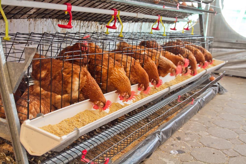 Poultry farm — Agricultural Supplies in Denman, NSW