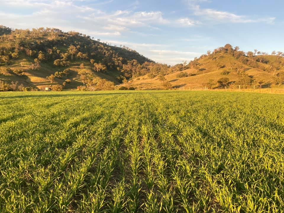 Field Of Grass — Agricultural Supplies in Scone, NSW