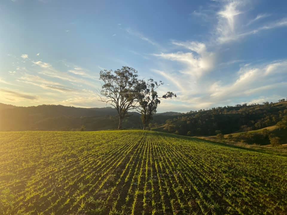 Grass Field With Tree — Agricultural Supplies in Scone, NSW