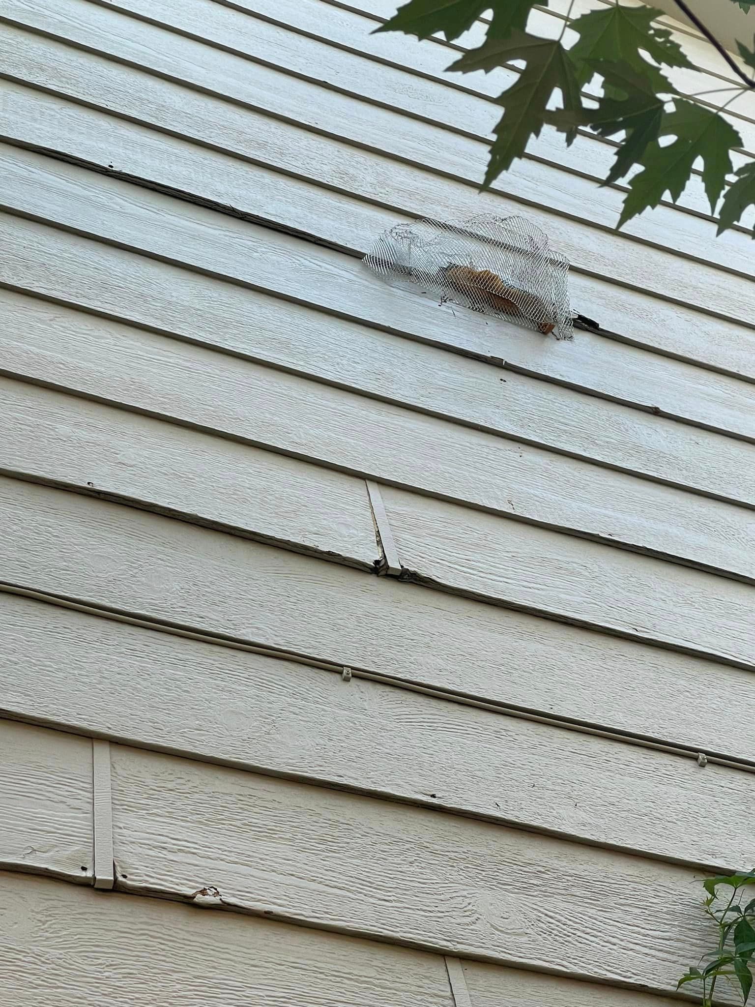 A bird is sitting on the side of a house.
