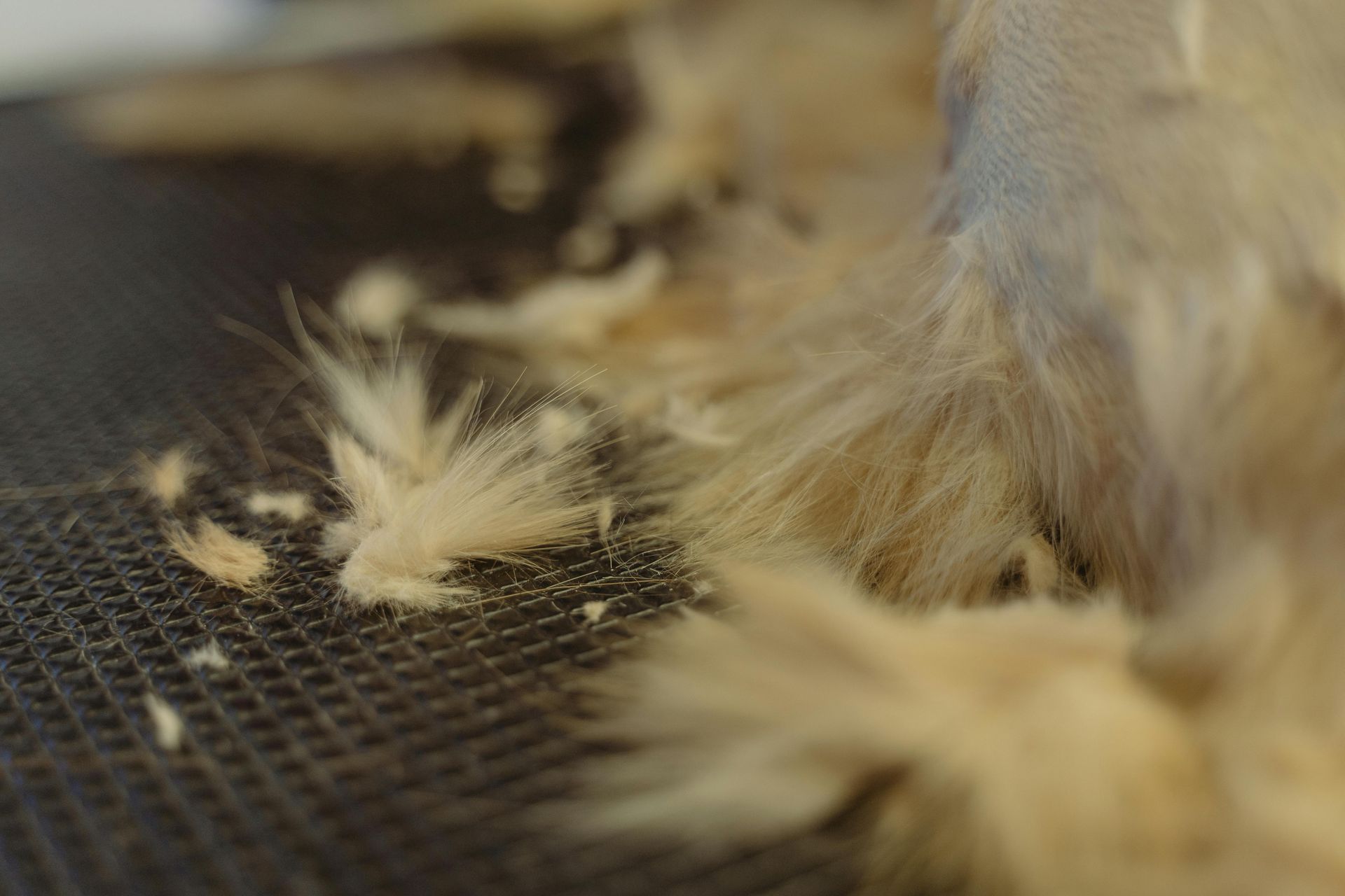 A close up of a cat 's fur being shaved on a table.