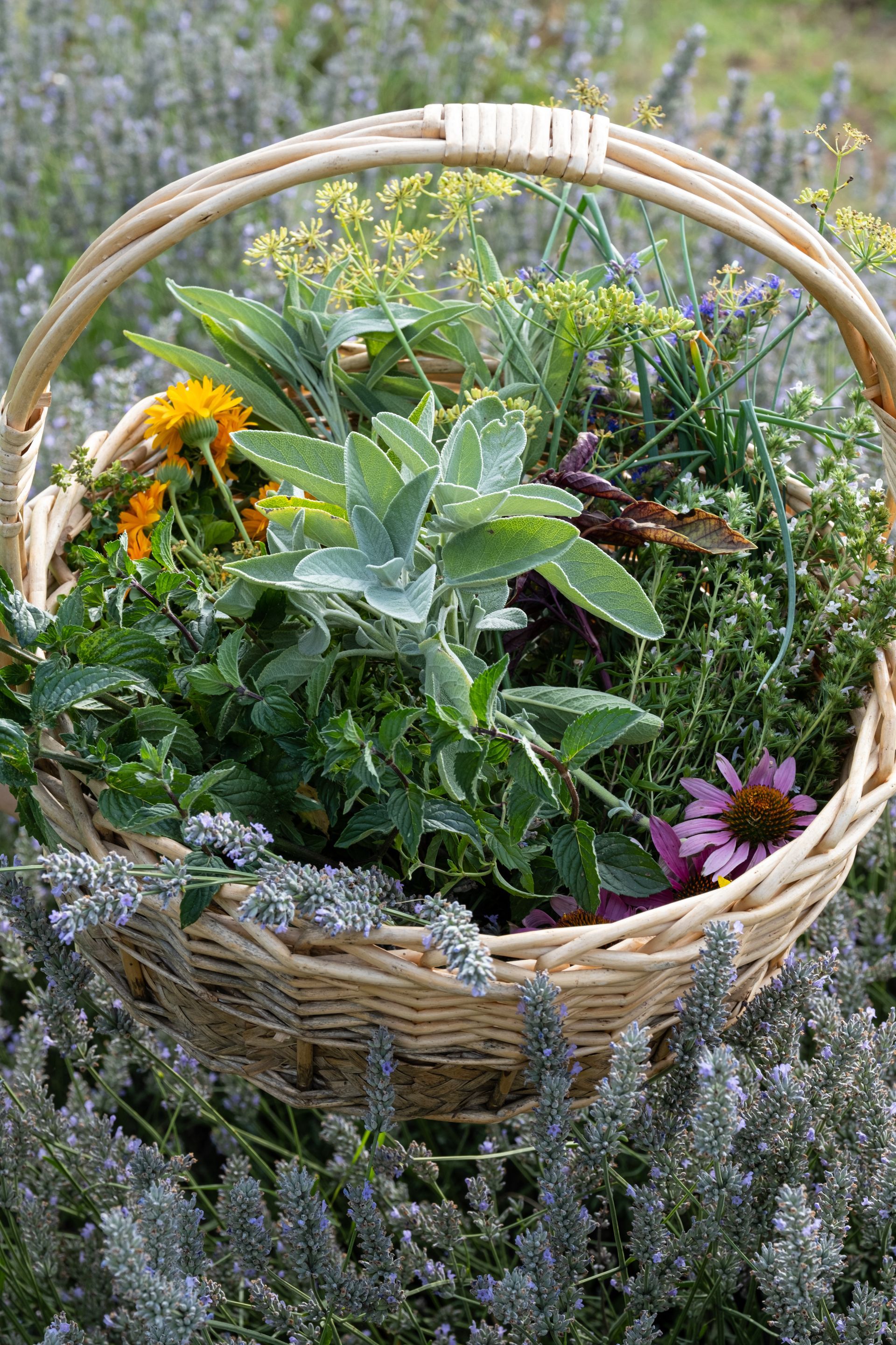 erbe officinali trento