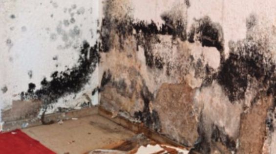 A room with a lot of black mold on the wall.