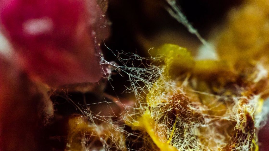 A close up of a spider web on a piece of food.