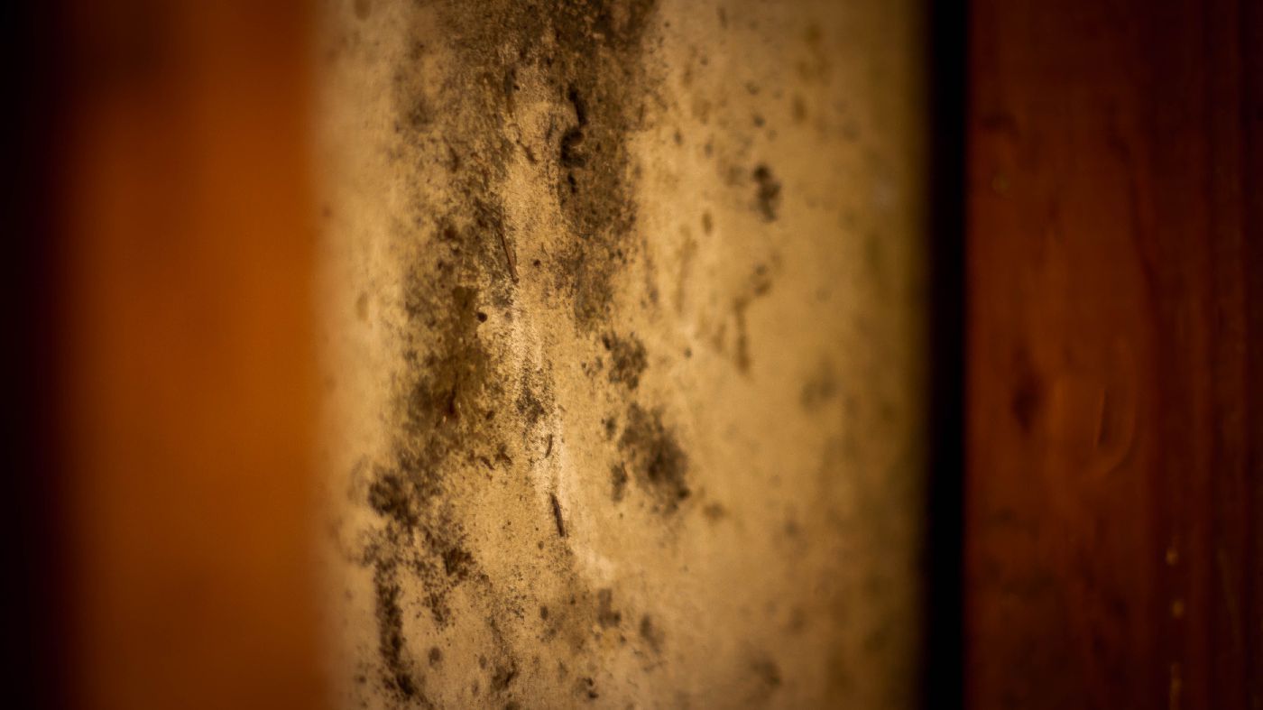 Mold found on some of the newly repaired walls