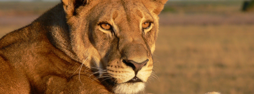 Bushwillow Villa - Lioness