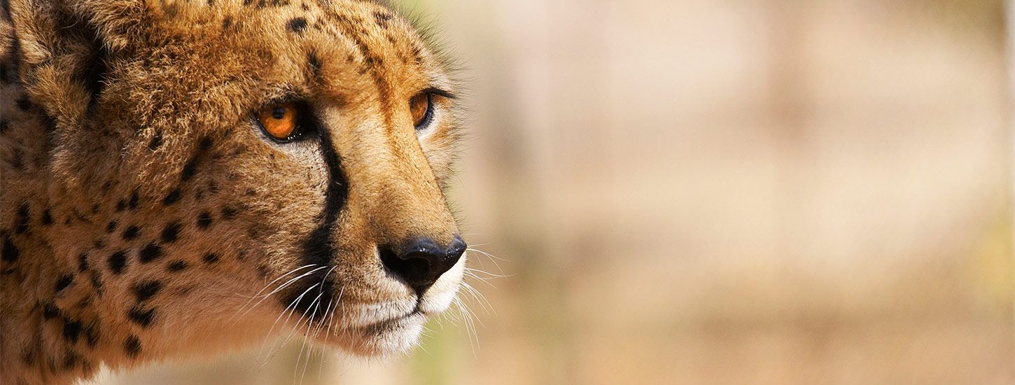 Bushwillow Villa | Cheetah on Safari