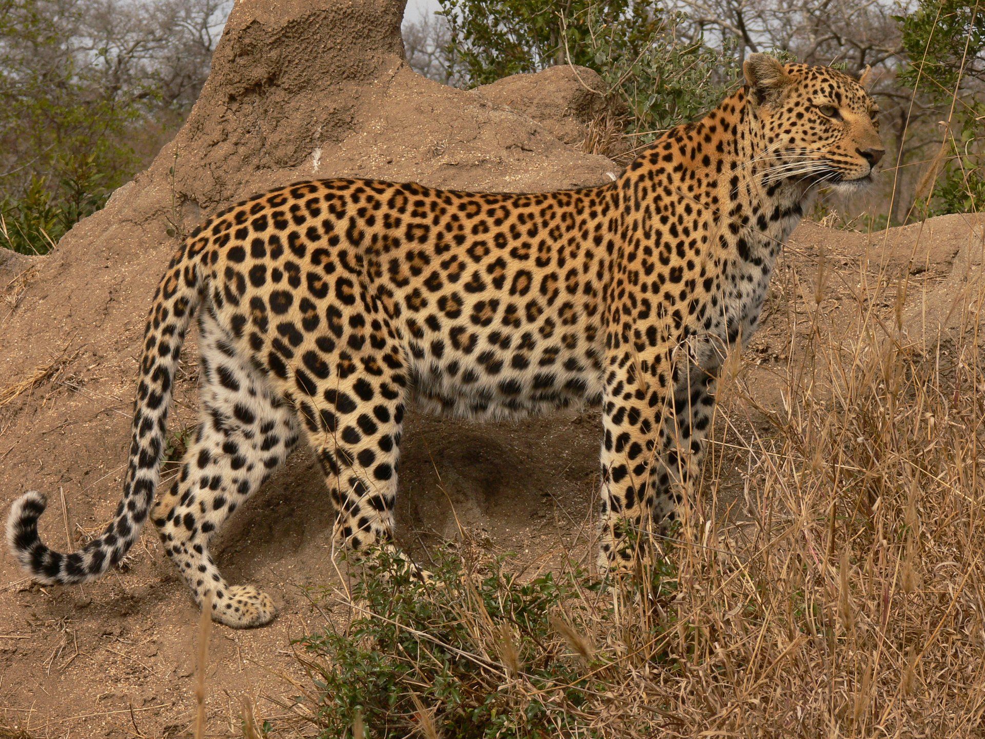 Bushwillow Villa - Leopard