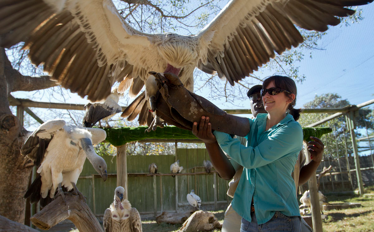 animal rehabilitation center thesis