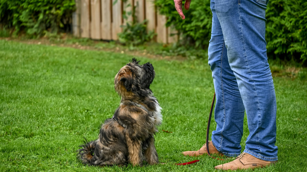 A small, scruffy, multi-colored dog sits on green grass looking up at a person, who is standing beside it.