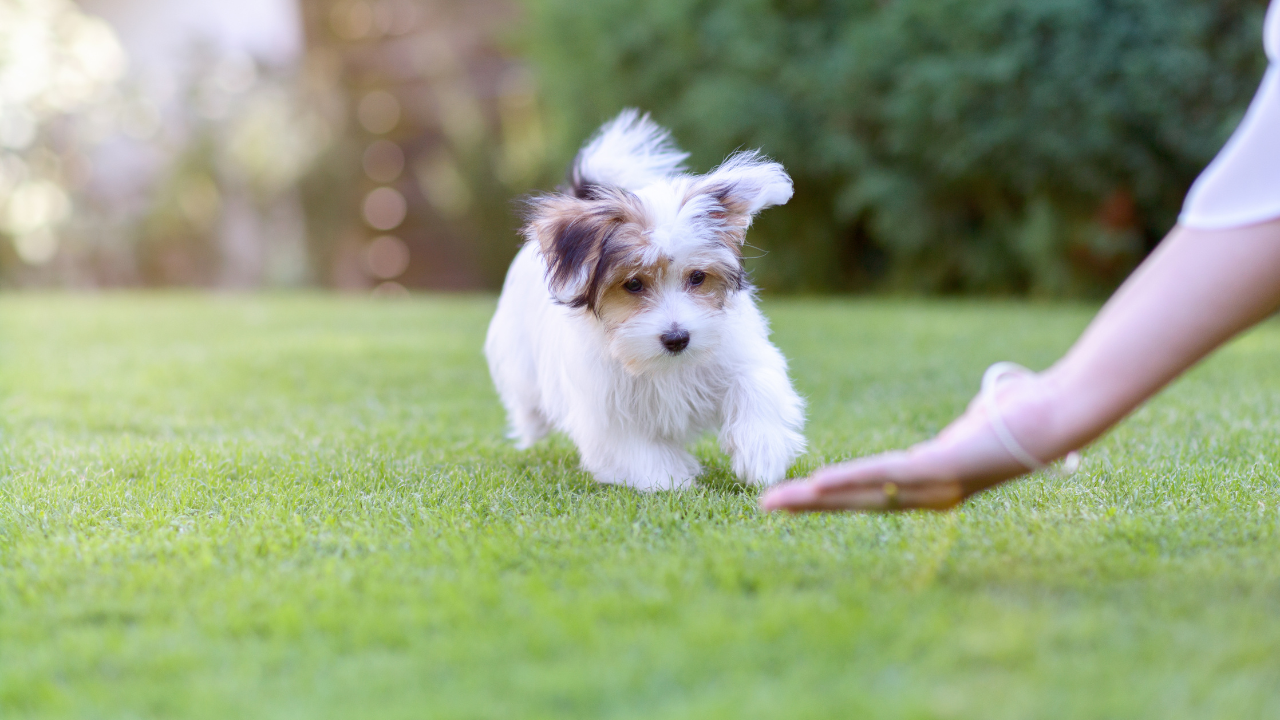 A fluffy, white puppy with brown spots runs across a green lawn toward an outstretched hand.