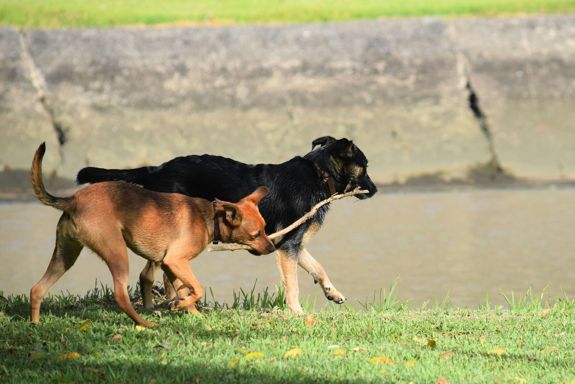 A brown dog and a black dog walk together in the grass, both holding onto the same stick.