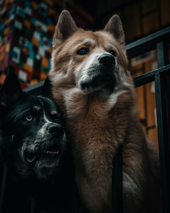 A brown dog standing behind a black dog, both looking forward from behind a dark metal railing in a dim setting.