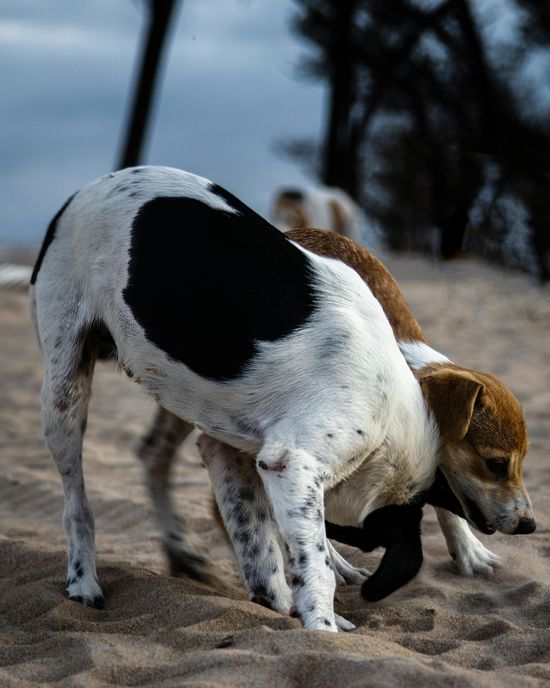 A white dog with black spots and a brown-and-white dog interacting on a sandy beach.