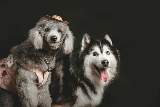 A grey poodle wearing a small hat and pink harness sits beside a happy husky with its tongue out against a black backdrop.