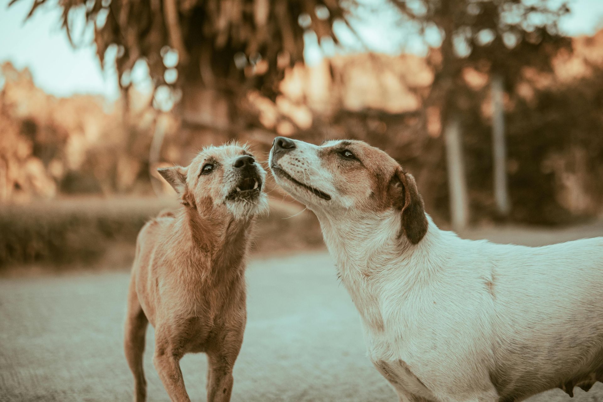 A tan, scruffy dog looks up and barks at a white and brown dog standing outdoors in a sunlit, natural setting.
