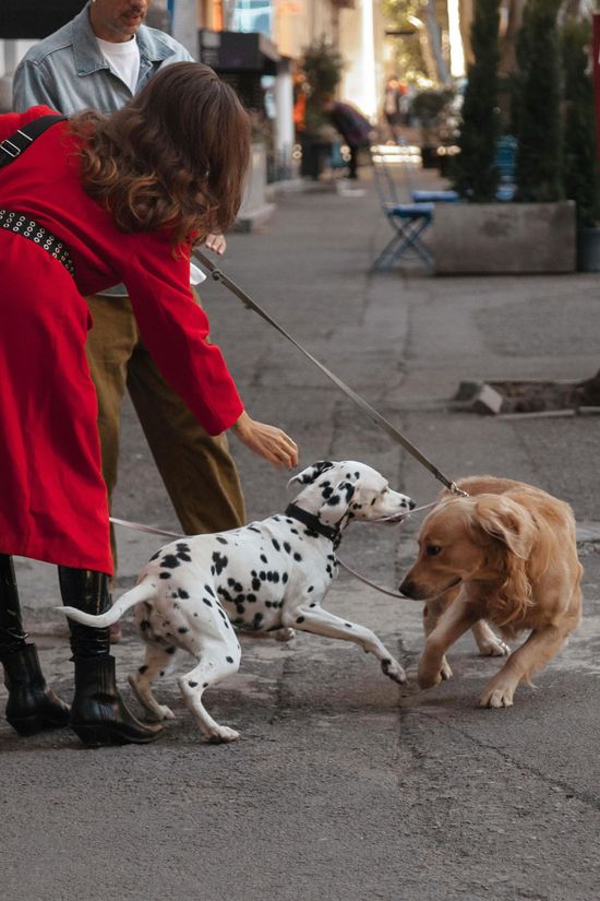 A person in a red coat stands on a sidewalk holding a leash as a dalmatian interacts with a golden-colored dog.