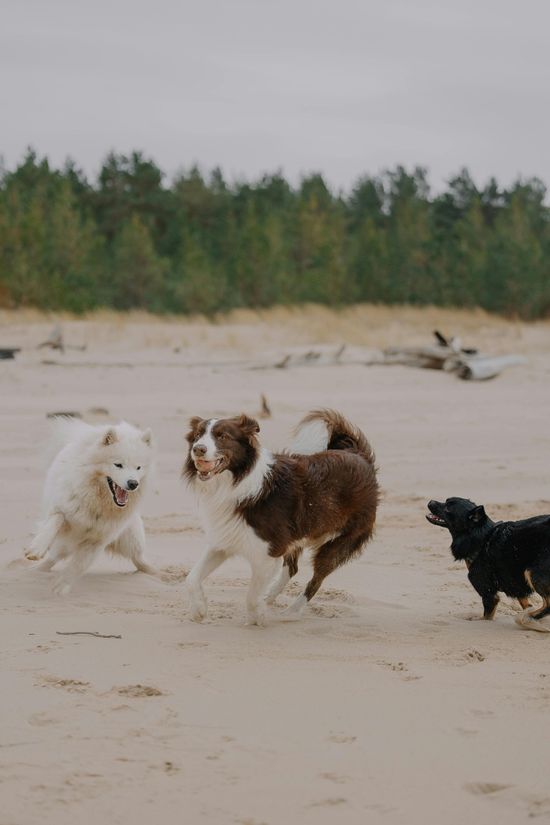 Three dogs—a white, a brown-and-white, and a black dog—play together on a sandy beach in front of a forest.