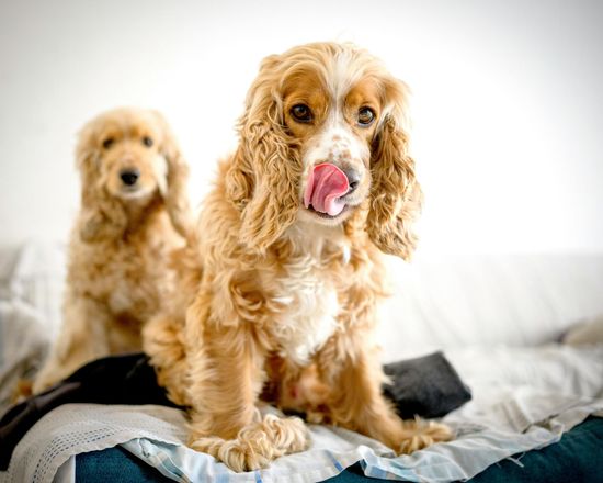 Two golden-colored Cocker Spaniels sitting on a sofa; the front dog is licking its nose.